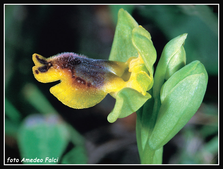 Ophrys phryganae vs. O. sicula ... a Monte Pellegrino (PA)